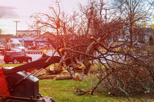 Best Fruit Tree Pruning  in Cassville, WV